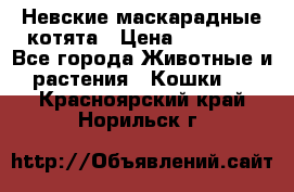 Невские маскарадные котята › Цена ­ 15 000 - Все города Животные и растения » Кошки   . Красноярский край,Норильск г.